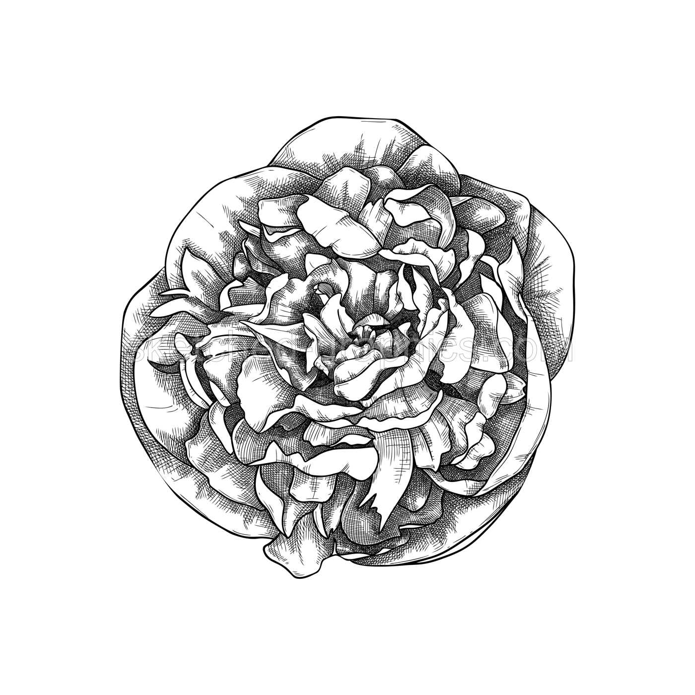 Hand-sketched peony flower illustration. Botanical drawing of summer florals. Hand-drawn garden peony bud. Engraved style floral drawing on white background.  Illustration
